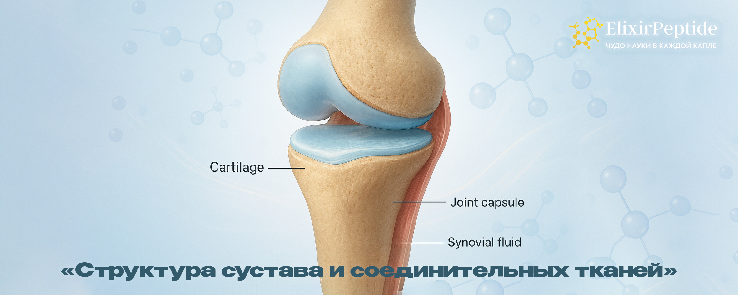 Структура сустава и соединительных тканей